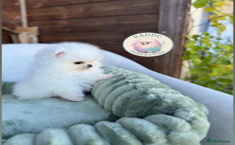 Pomeranian dogs - Advert 3