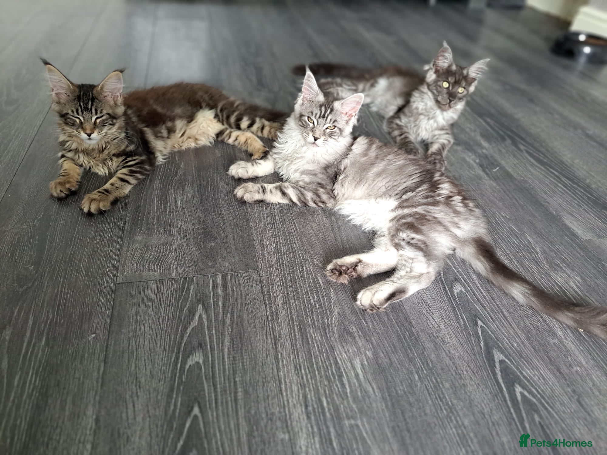 Maine Coon cats XXL Maine Coons Kittens Champion Sired  - Advert 3