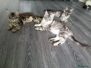 Maine Coon cats XXL Maine Coons Kittens Champion Sired - Advert 3