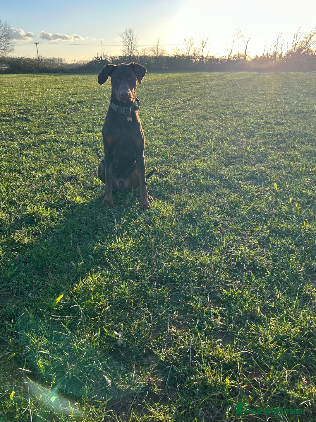 Dobermann dogs for stud: Doberman STUD available  - Advert 5