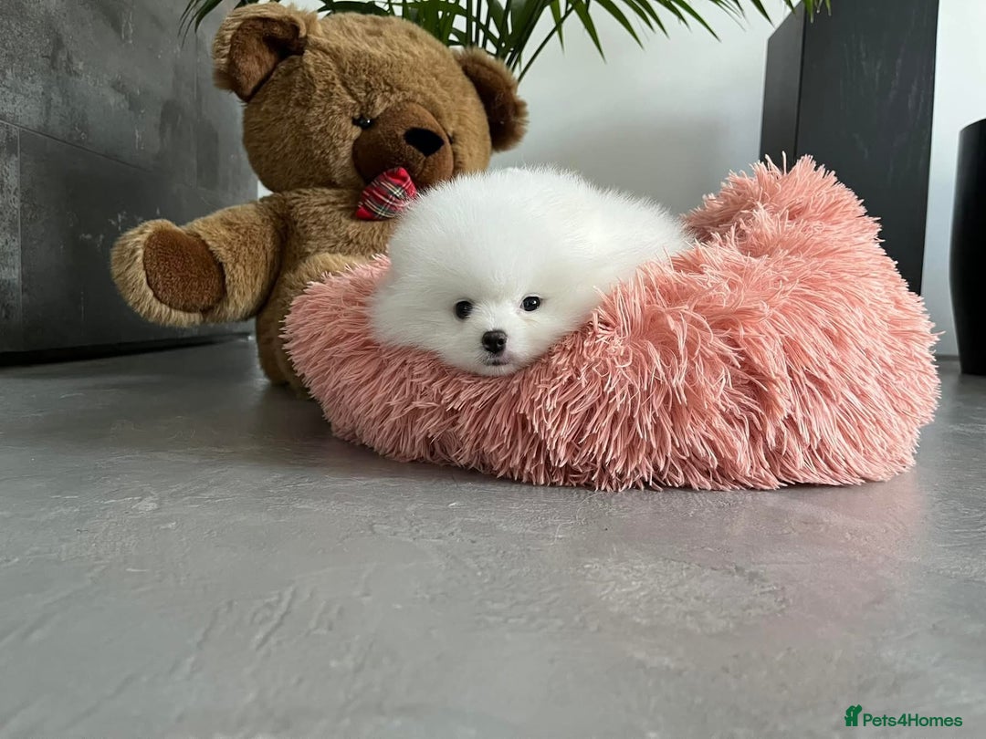 Pomeranian dogs for sale: Beautiful Pomeranian Puppies - Image 9
