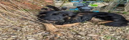 German Shepherd dogs for sale: 11 Beautiful German Shepherd Pups - Advert 15