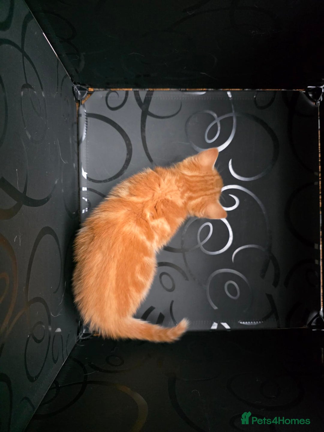 British Shorthair cats for sale: Rare ginger females. 1 male. British shorthair - Advert 30