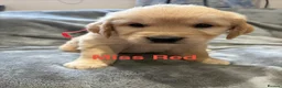 Golden Retriever dogs for sale: Gorgeous litter of 4G 5B pure golden retrievers.  - Advert 8