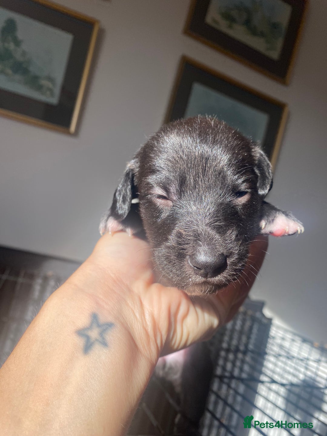 Mixed Breed dogs for sale: Bedlington Whippet cross puppies - Image 5