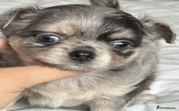 Chihuahua dogs for sale: Longhair chihuahua boys, Longhair Chocolate Girl - Image 2