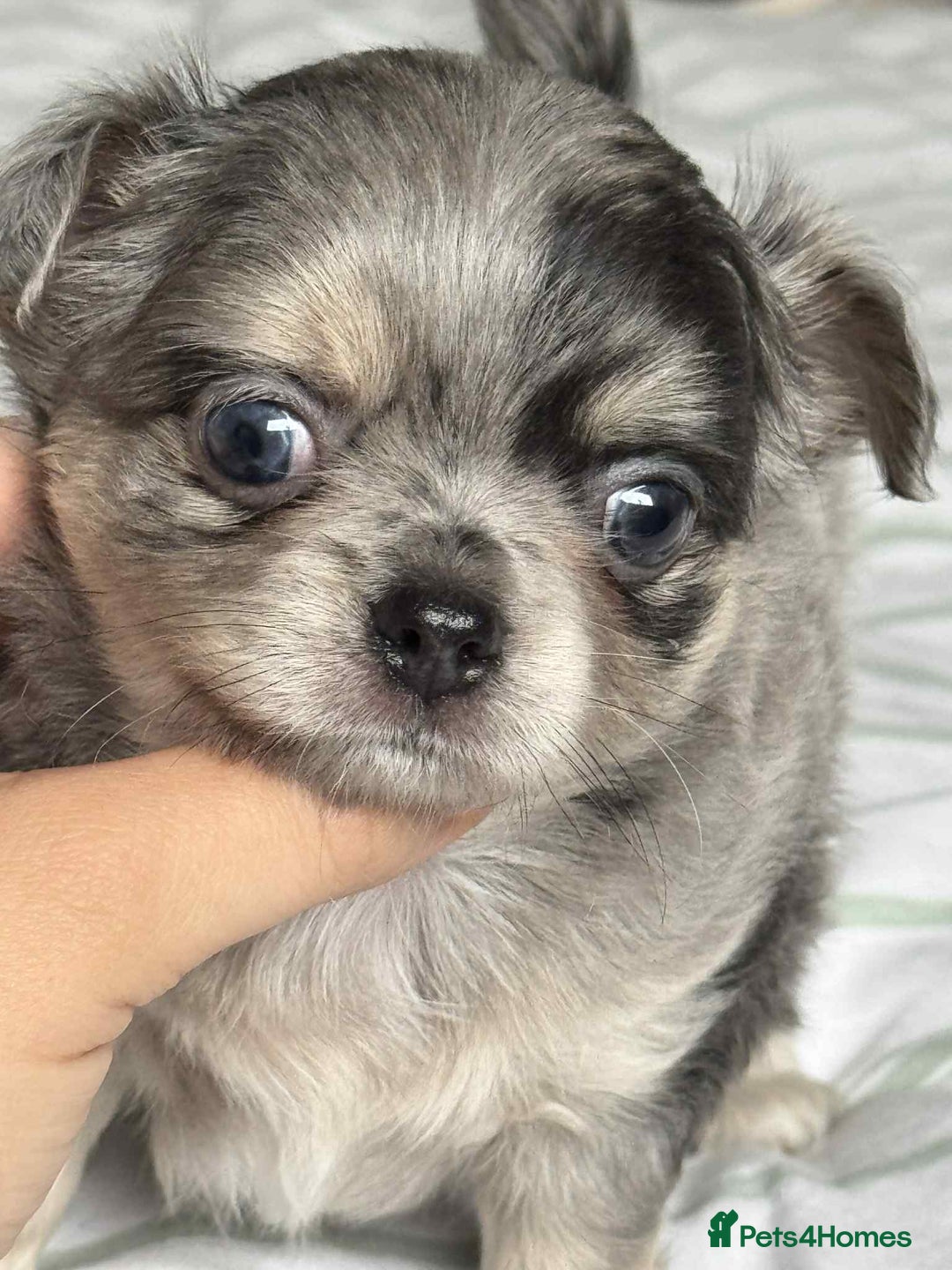 Chihuahua dogs for sale: Longhair chihuahua boys, Longhair Chocolate Girl - Image 2