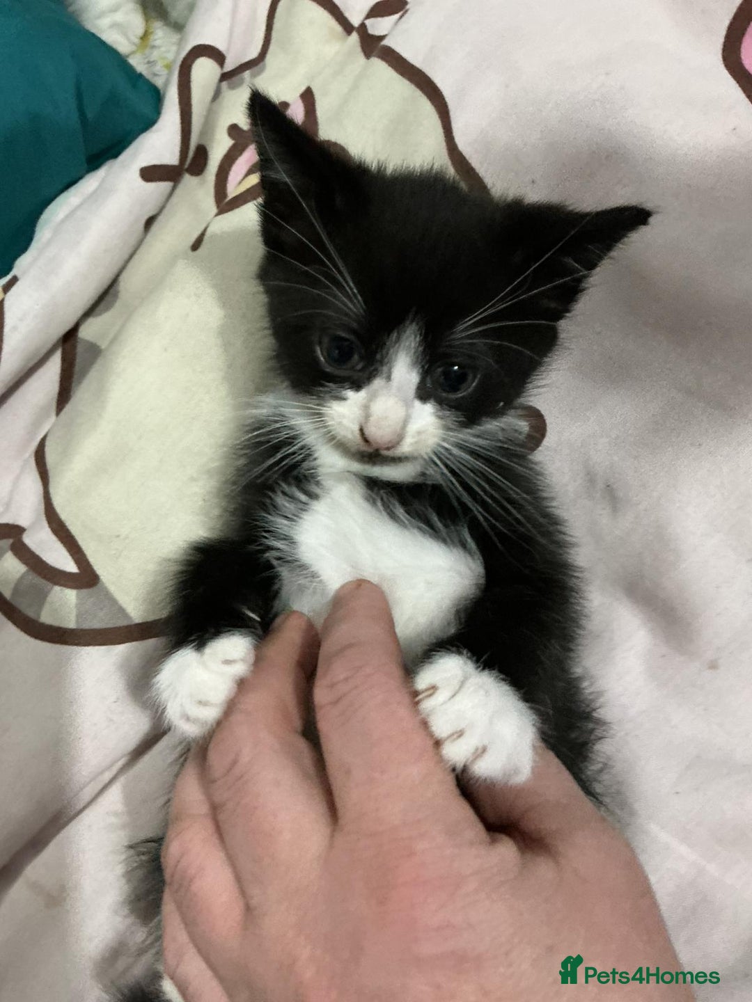 Mixed Breed cats for sale: Kittens  - Advert 9