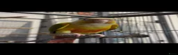 Conures birds for sale: Monty the Conure! in Barnsley - Advert 4