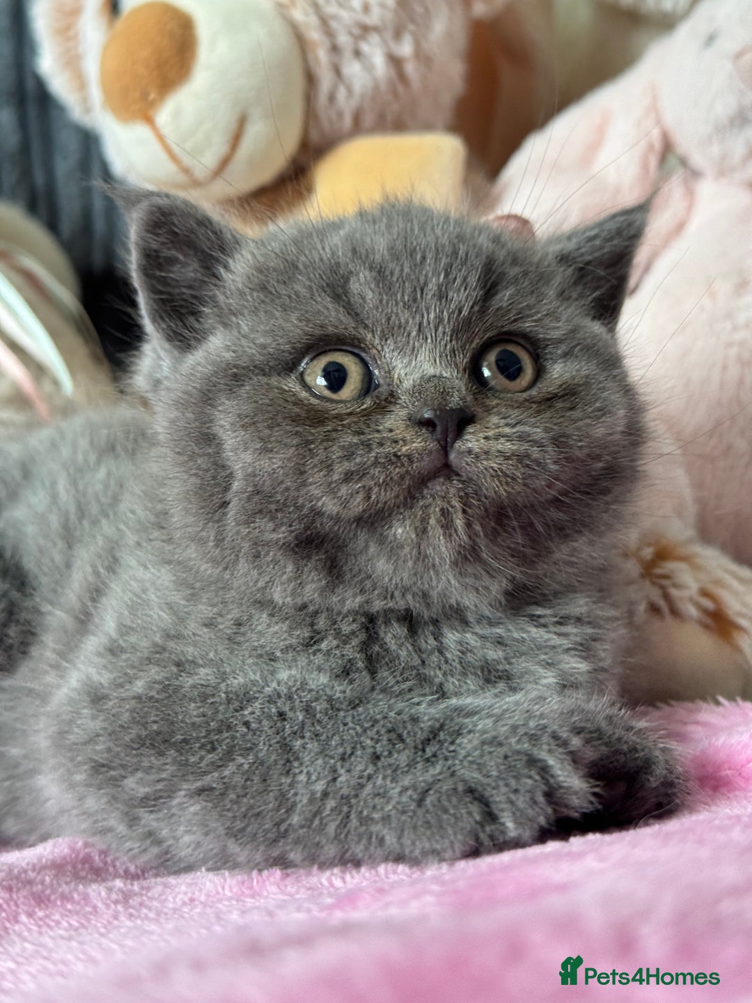 British Shorthair cats for sale: Gorgeous Champions line British Shorthair - Image 6