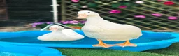 Mixed Breed poultry for sale: Indian Runner Mix Duck Pair - Advert 1