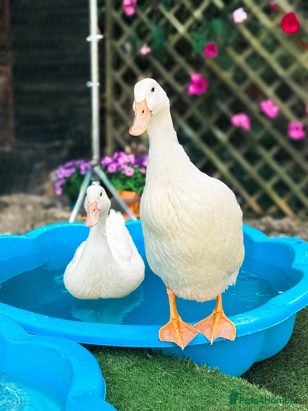Mixed Breed poultry for sale: Indian Runner Mix Duck Pair - Advert 1