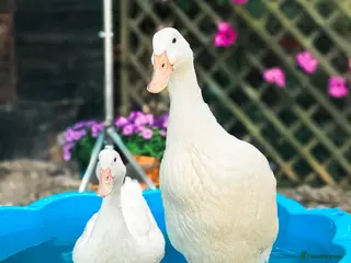 Mixed Breed poultry Indian Runner Mix Duck Pair - Advert 3