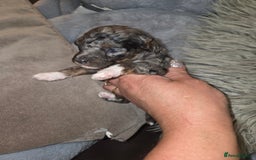 Toy Poodle dogs for sale: Beautiful Toy Poodle puppies - Image 17
