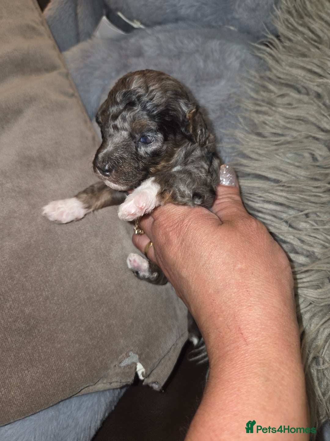 Toy Poodle dogs for sale: Beautiful Toy Poodle puppies - Image 17