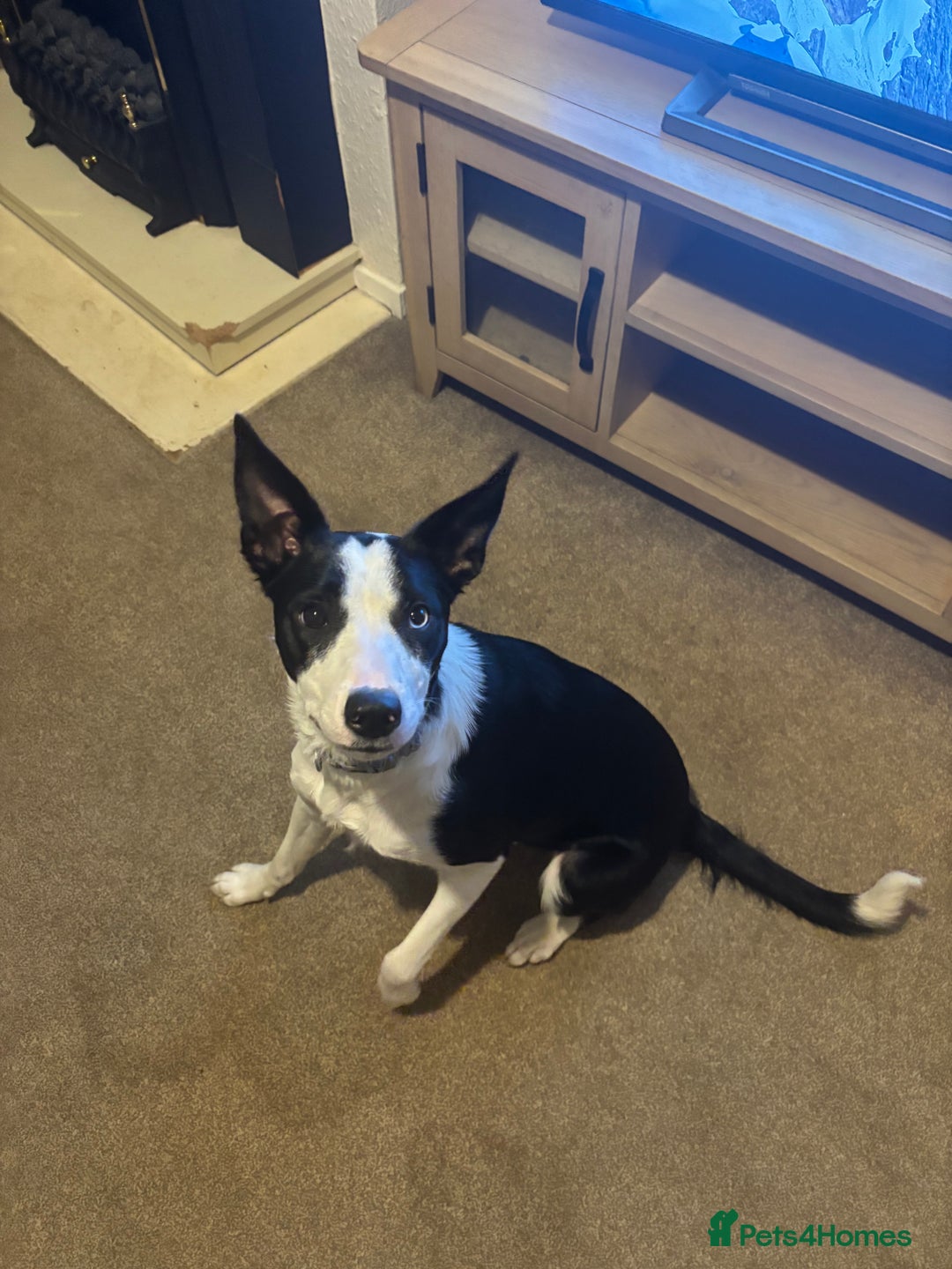 Border Collie dogs for sale: Skye Border collie - Image 3