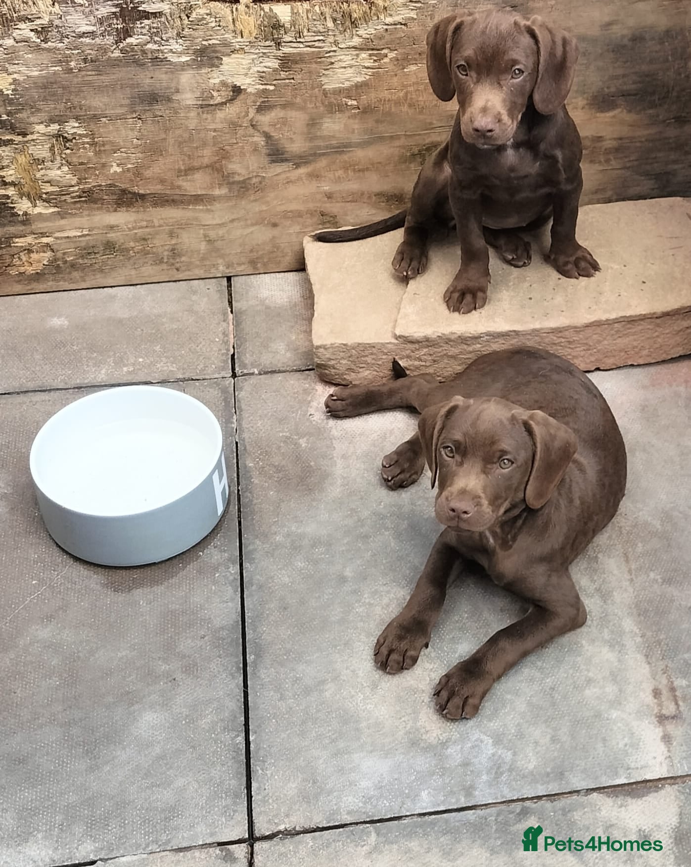 Sprocker dogs 2 Beautiful GIRL pups ready NOW - Advert 1