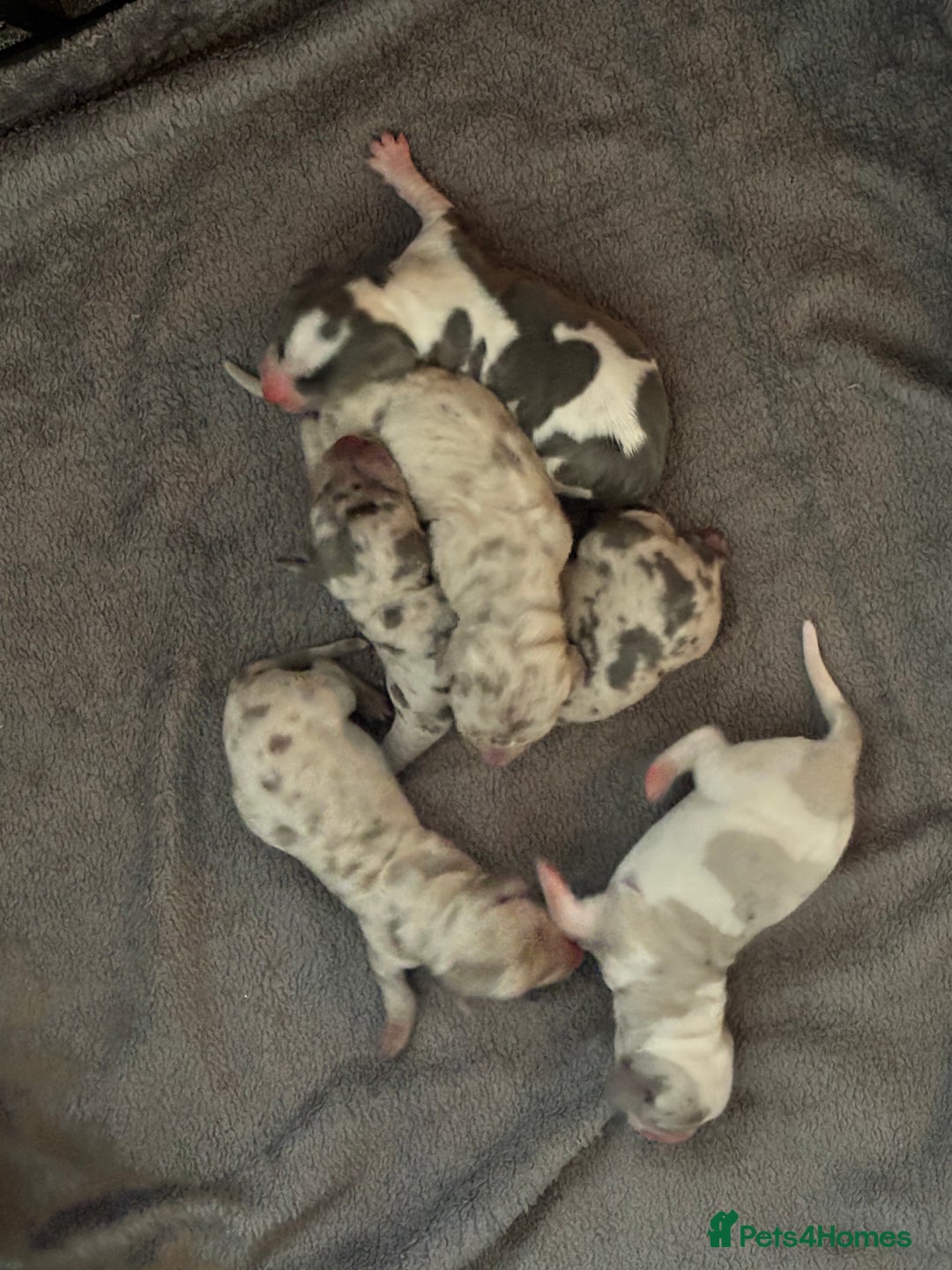 Dachshund dogs for sale: Miniature dashaund - Advert 11