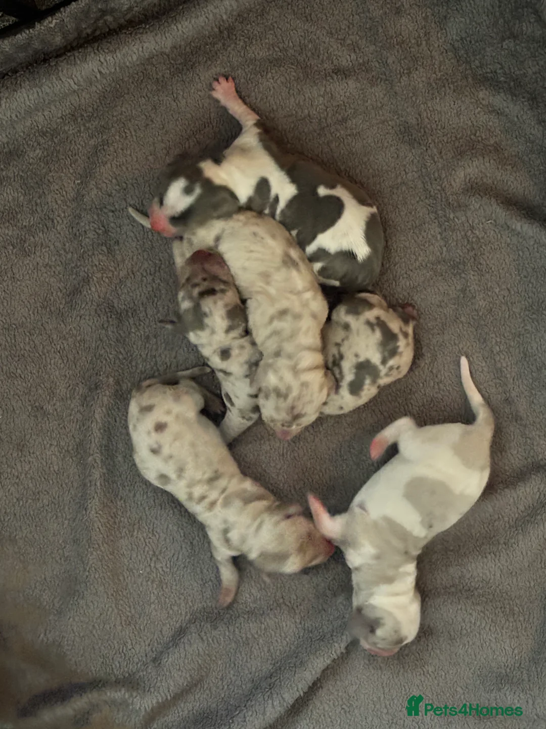 Dachshund dogs for sale: Miniature dashaund - Advert 9