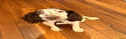 Mixed Breed dogs for sale:  🐾 Beautiful F1 Sproodle Puppies 🐾 - Advert 12