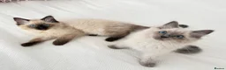 Ragdoll cats for sale: Ragdoll kittens  - Advert 7