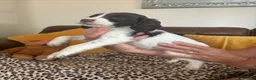 Sprocker dogs for sale: Sprocker spaniel puppies - Advert 10