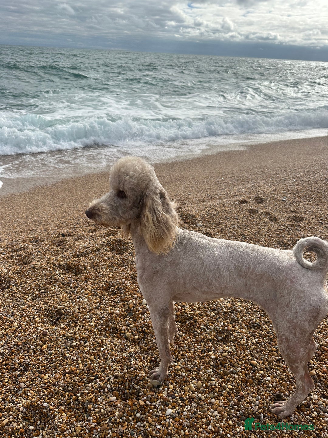 Mini Goldendoodle dogs for sale: Miniature golden doodle girl one year old - Image 6