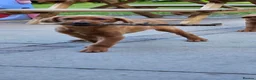 Labrador Retriever dogs for sale: Fox Red Labrador Puppies - Advert 5