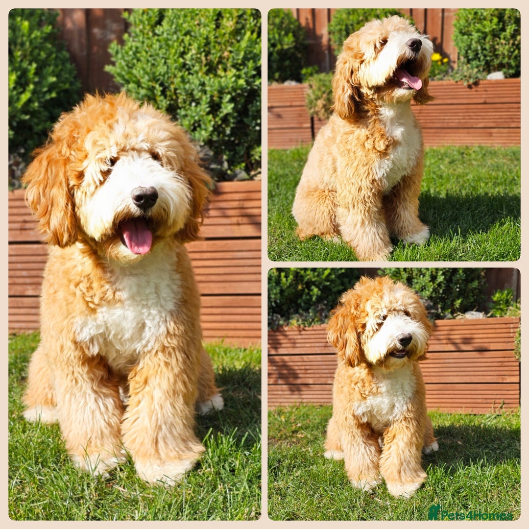 Cockapoo dogs for stud: Hip 0/0🌟 Elbow 0/0🌟 Australian Labradoodle - Advert 35