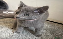 Russian Blue cats for sale: Russian Blue Kittens  - Image 6