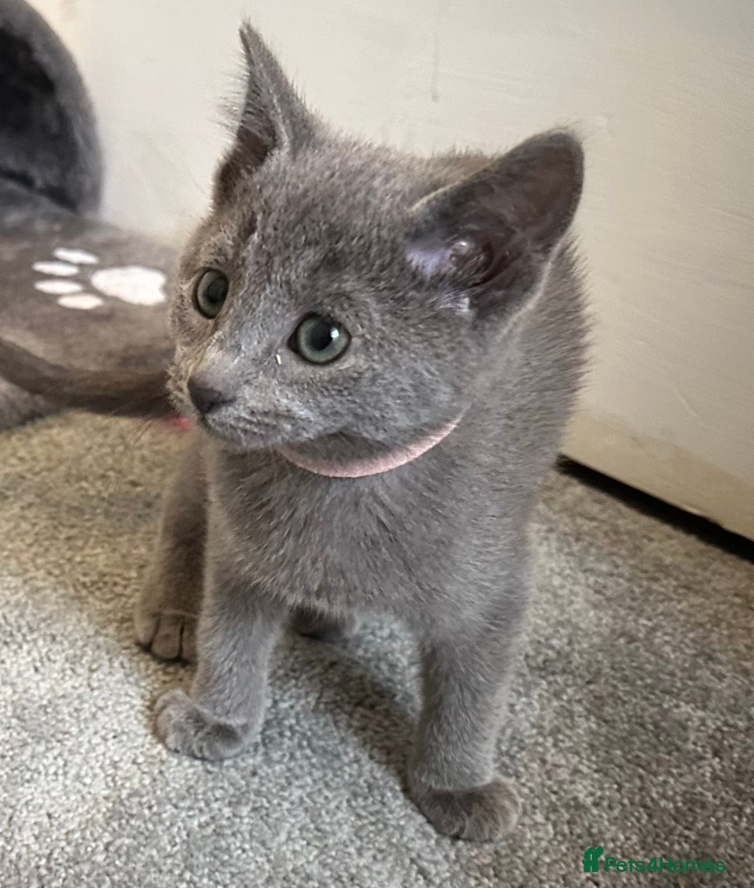 Russian Blue cats for sale: Russian Blue Kittens  - Image 6