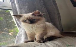 Ragdoll cats for sale: Female Ragdoll kitten  - Image 2