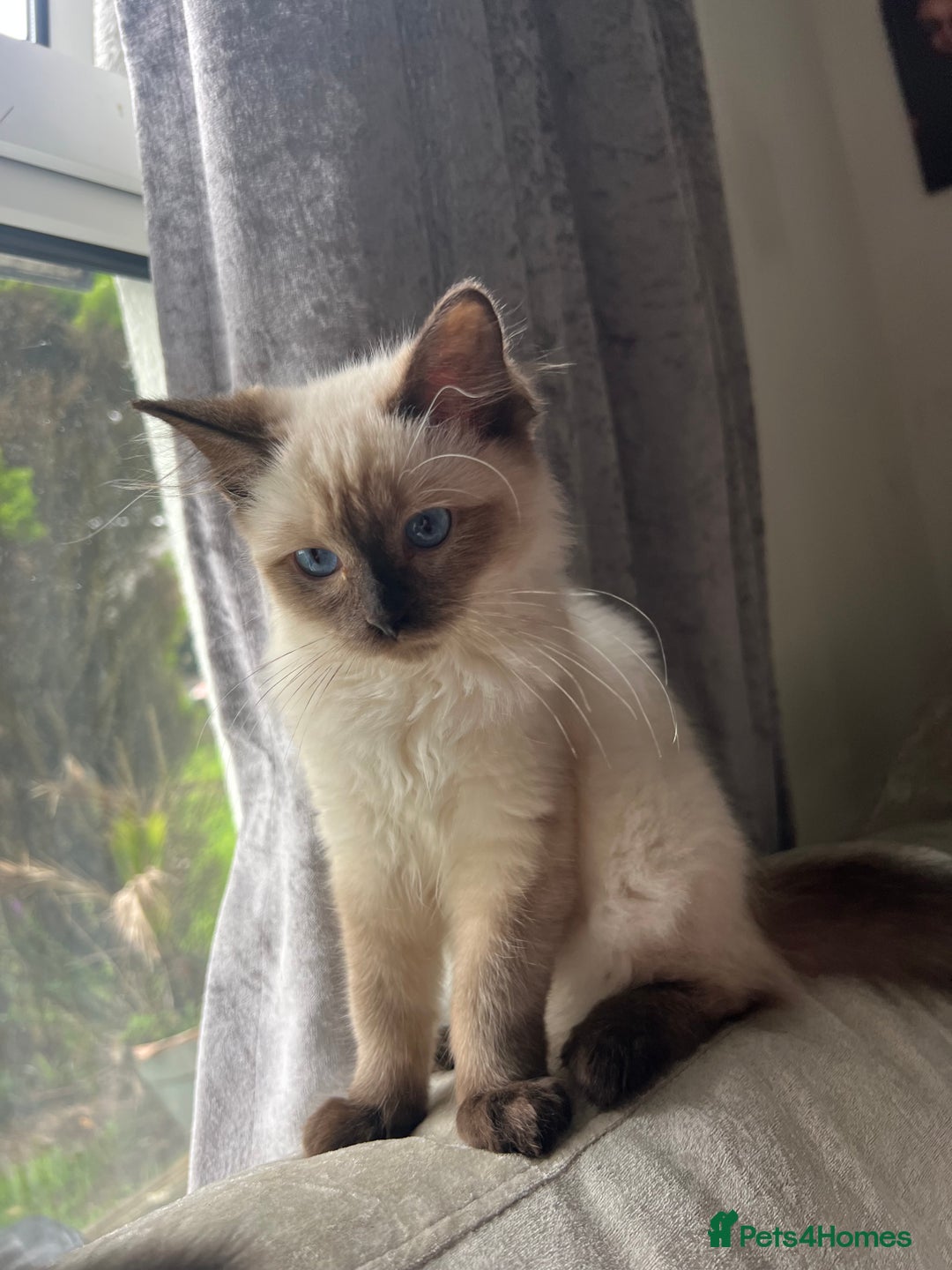 Ragdoll cats for sale: Female Ragdoll kitten  - Image 2