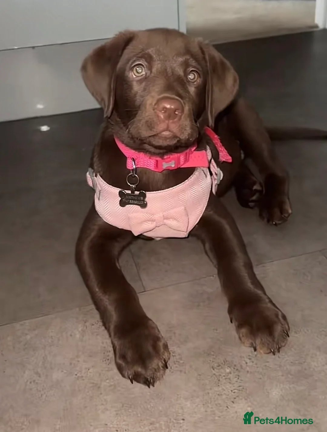 Labrador Retriever dogs for sale: Beautiful brown lab last girl left🤍 - Advert 1