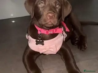 Labrador Retriever dogs Beautiful brown lab last girl left🤍 - Advert 13