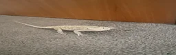 Bearded Dragon reptiles for sale: Gorgeous bearded dragon.  - Advert 12