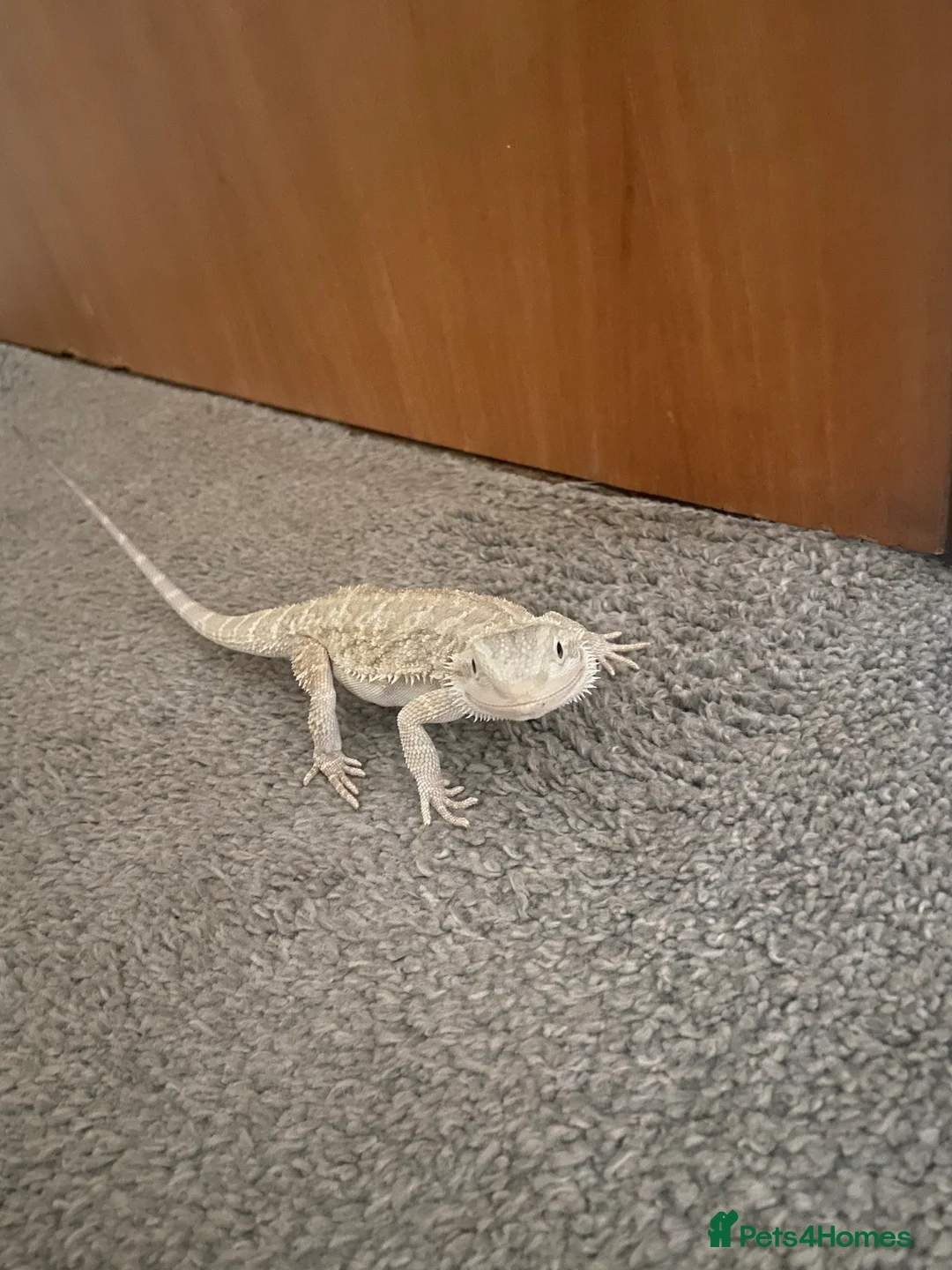Bearded Dragon reptiles for sale: Gorgeous bearded dragon.  - Advert 12