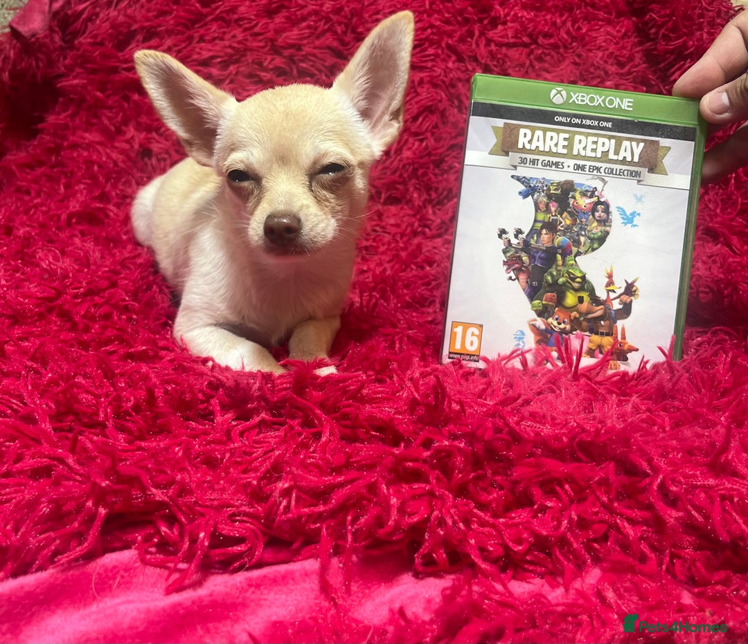 Chihuahua dogs for sale: 3 small chihuahua puppies  - Image 20