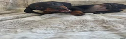 Dachshund dogs for sale: Dachshund puppy’s  in Ipswich - Advert 7