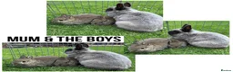 Netherland Dwarf rabbits for sale: Two Male Agouti Netherland Dwarfs - Advert 2