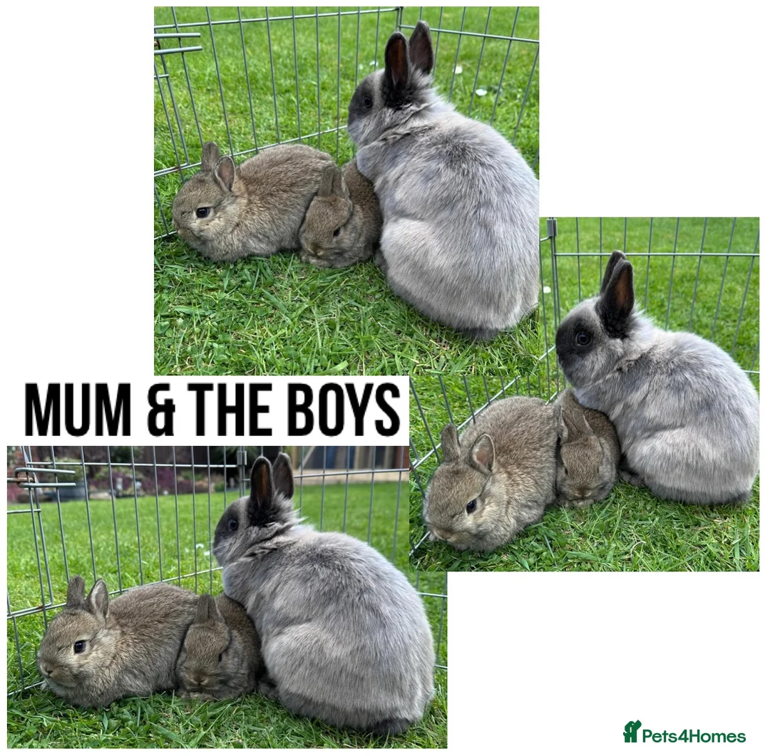 Netherland Dwarf rabbits for sale: Two Male Agouti Netherland Dwarfs - Advert 2