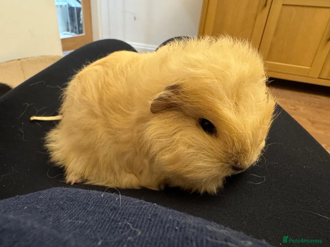 Guinea Pig rodents for sale: Bonded Swiss guinea pig boars - Advert 2