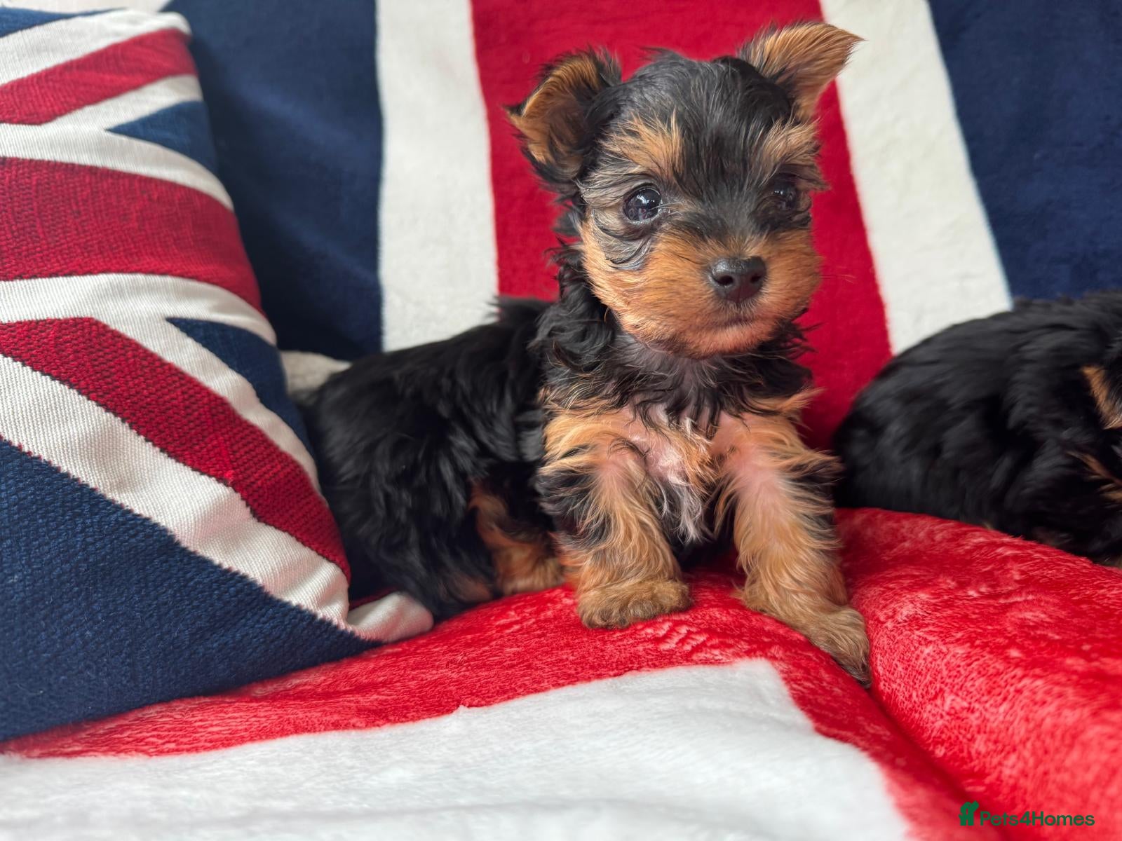 Yorkshire Terrier dogs Miniature Yorkshire Terrier Pups - Advert 7