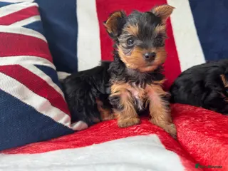 Yorkshire Terrier dogs Miniature Yorkshire Terrier Pups - Advert 7