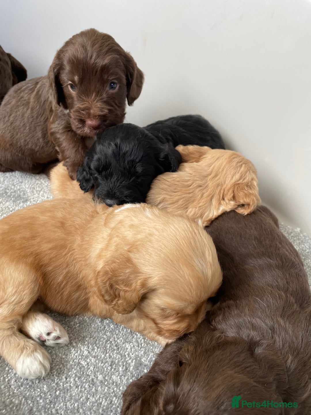 Cockapoo dogs for sale: F1 cockapoo p,r.a clear test - Image 7