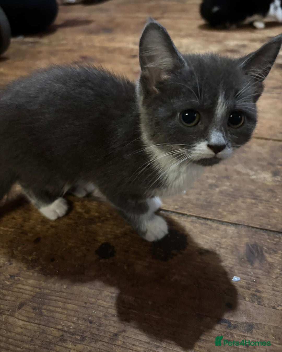 Mixed Breed cats for sale: Mixed breed kittens. Ready for homes. - Advert 2