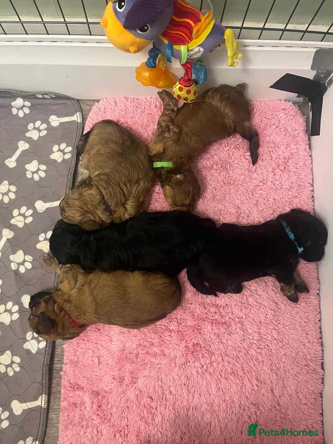 Lhasapoo dogs for sale: Lhasapoo pups - Advert 4