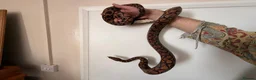 Boa Snake reptiles for sale: Brazilian Rainbow Boa and glass terrarium - Advert 3