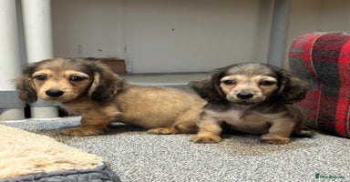 Miniature Dachshund dogs - Advert 13