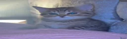 British Shorthair cats for sale: 8 week old little girl  - Advert 5